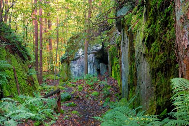 A trail in the woods that lead up to a stone wall covered in green moss