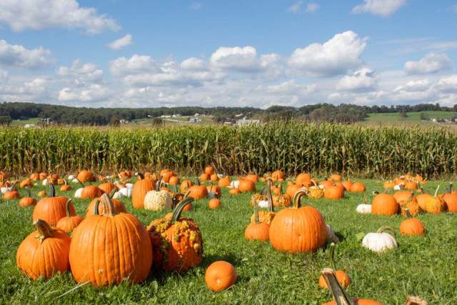 Pumpkin patch on a sunny day with a cornfield behind it