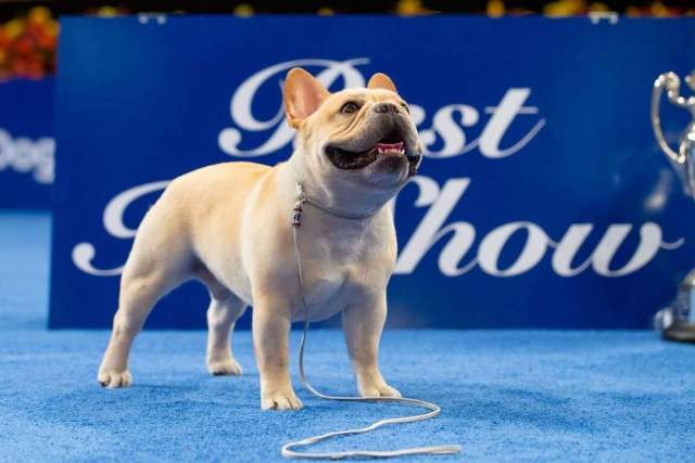 A French bulldog posing with a leash on