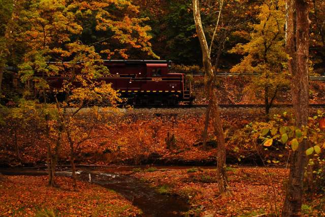 A train chugging along train tracks amidst vibrant yellow and orange fall foliage
