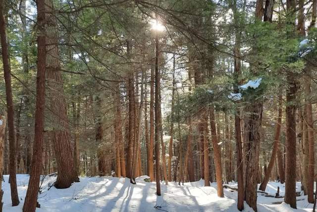 Woods with large green trees on a sunny day in Ricketts Glen State Park with snow on the ground on a sunny day