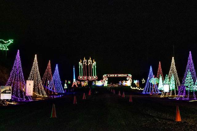 Christmas trees decorated with lights at night at Shady Brook Farms in Bucks County