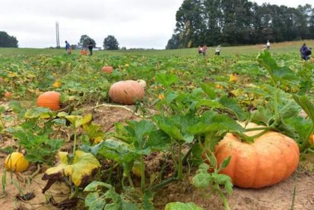 Take the Kids: Millstone Creek Orchards gears up for busy pumpkin season
