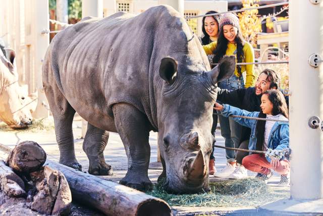 Family petting rhino at the Hogle Zoo