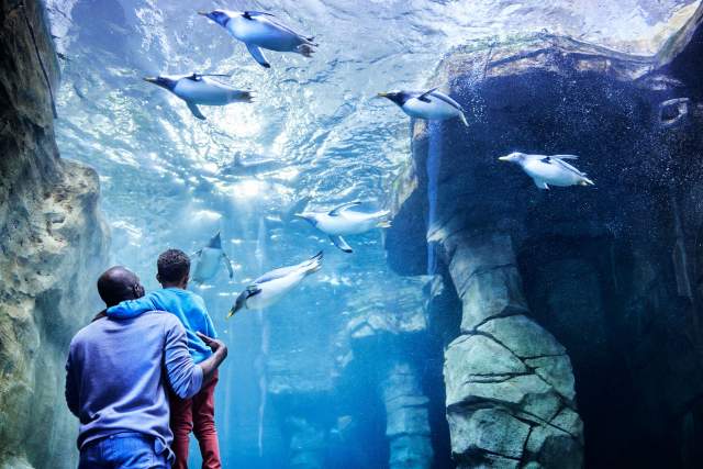 Father and son standing in front of a large aquarium window with penguins swimming in the aquarium