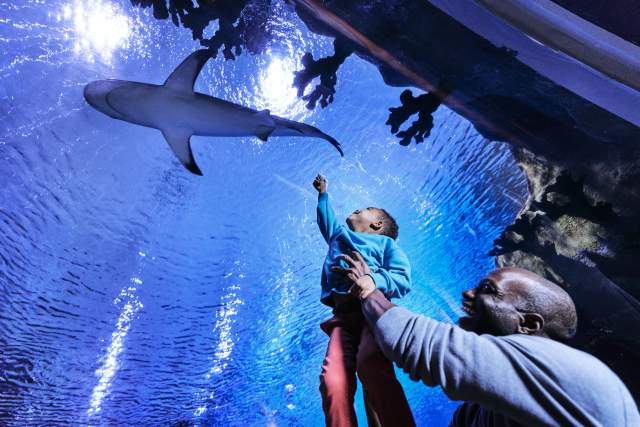 Father and son at the Loveland Living Planet Aquarium