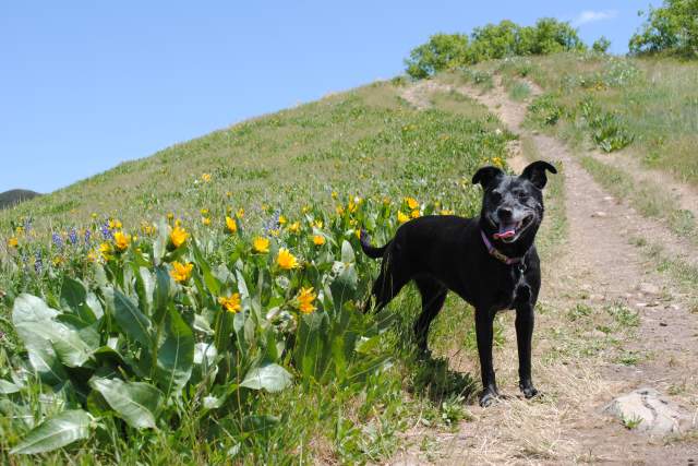 Dog on Hiking Trail Above Salt Lake