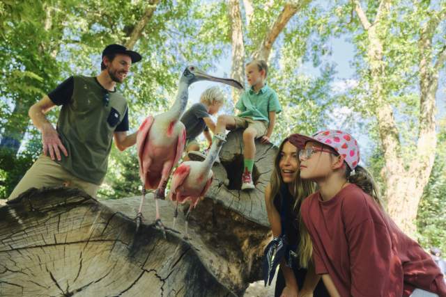 Family looking at two interesting birds standing on a log
