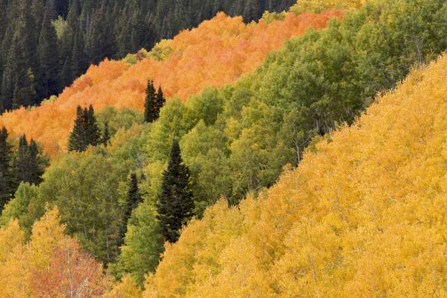 Autumn in the Wasatch