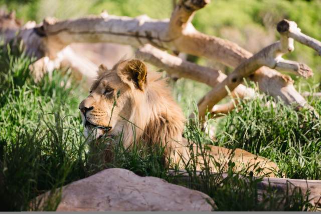 Lion at Hogle Zoo