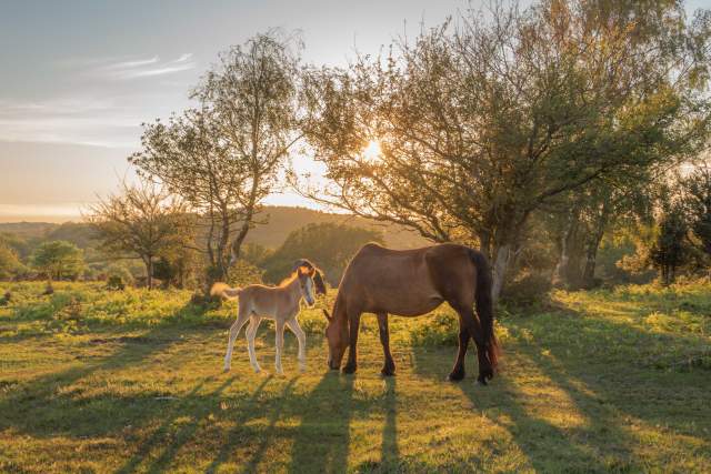 A foal and horse graze on grass with the sun shows through trees in the background