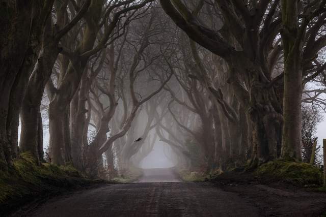 A view of a bird flying across a road in the Dark Hedges in Ireland