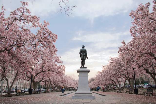 Blooming cherry blossoms line pathways along a memorial in Washington, D.C.