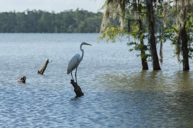 Egret