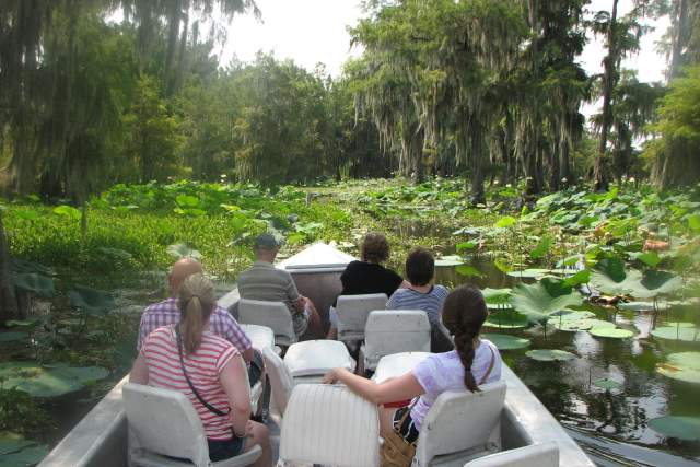 Swamp Tours