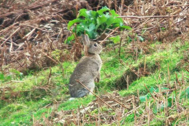 A rabbit sitting on some grass in Gower