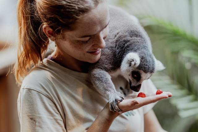 Jente mater lemur i Den Lille Dyrehage på Gjerstad