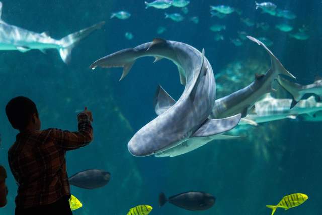 Loveland Living Planet Aquarium