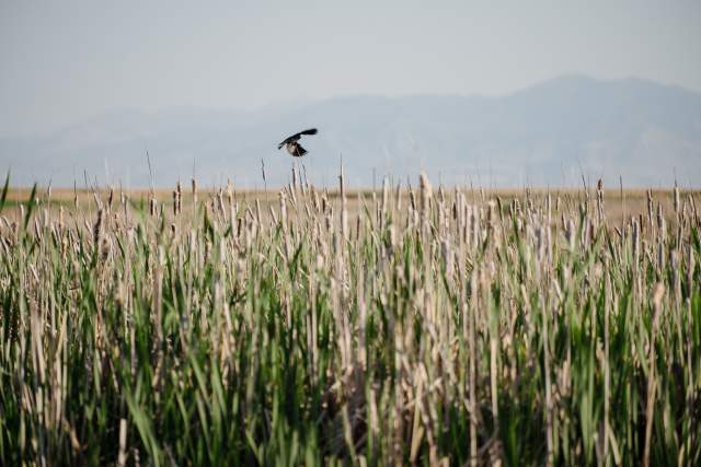 Great Salt Lake
