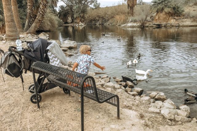 Duck pond conservation garden kid