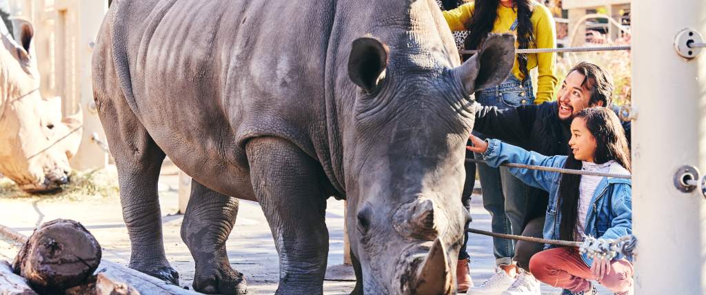Family petting rhino at the Hogle Zoo
