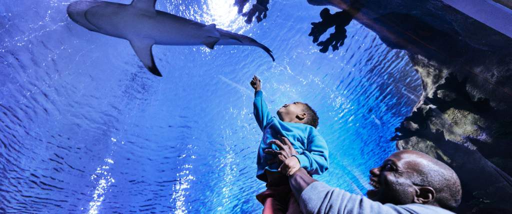 Father and son at the Loveland Living Planet Aquarium