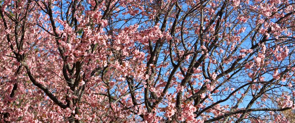 Cherry Blossom Tree