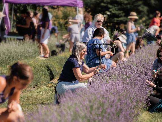 Everything to Know About Milan's Lavender Harvest Festival