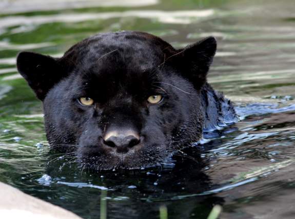 Magnetic Hill Zoo Jaguar Tony Duplissis