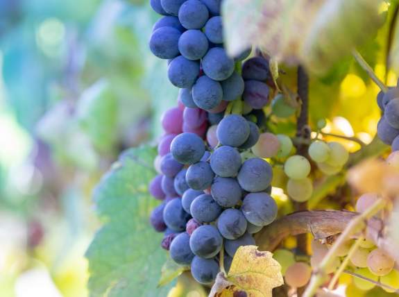 Wine Tasting | Discover the Tempranillo Grape
