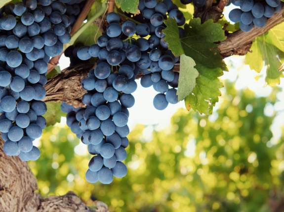 Wine, Spirits, and Beer | A Beginner’s Guide to Tuscan Wines
