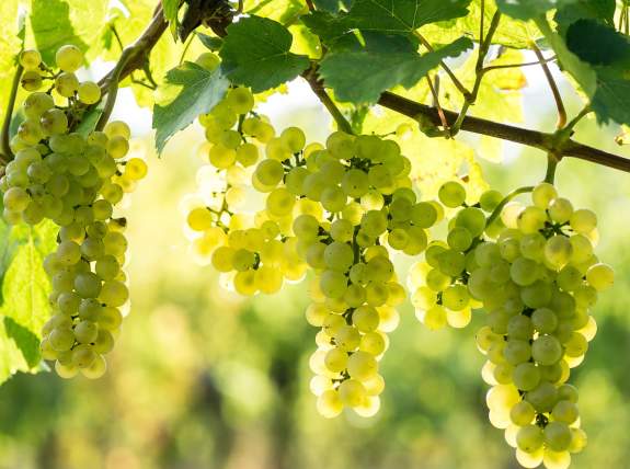 Refreshing Whites