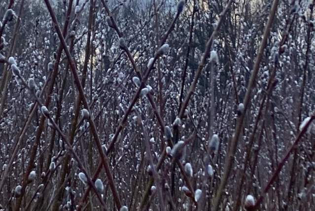 All Forward CONNECTIONS: Willow Harvesting & Conversation at Wine Cellar
