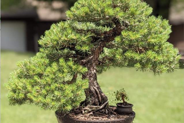 Akron Canton Bonsai Society's June Exh