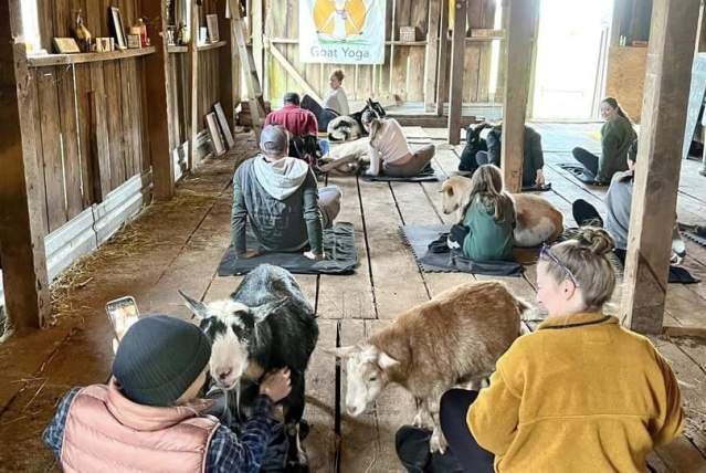 Original Goat Yoga