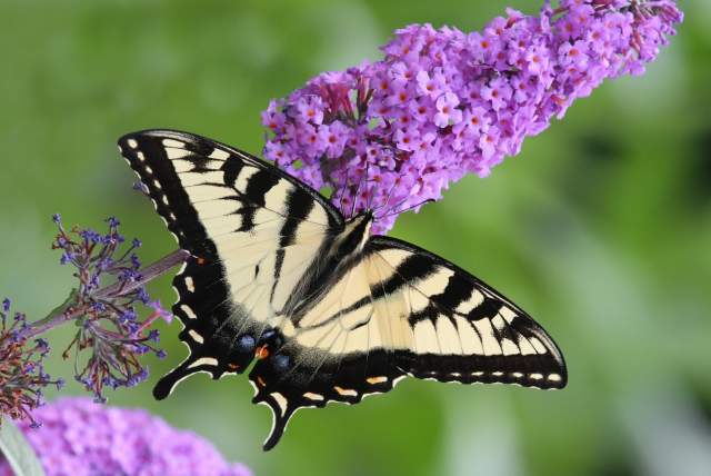 18th Annual Barbara J. Walker Butterfly Festival