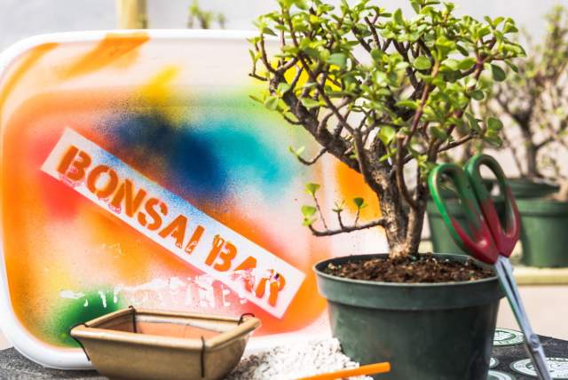 Bonsai Workshop at Medusa Brewing Company