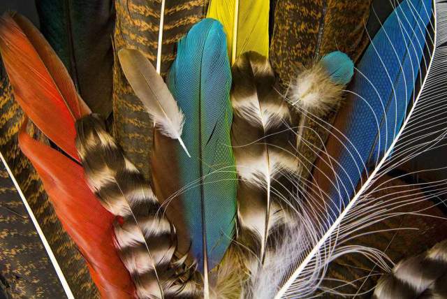 Friday Night Speaker Series: Feathers - From Fashion to Fascination