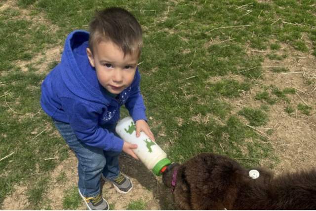 Farm Animal Care and Feed Experience