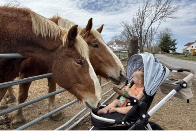 Daily Farm Fun
