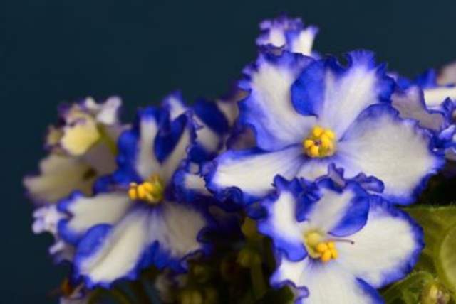 Bay State African Violet Society Show & Sale