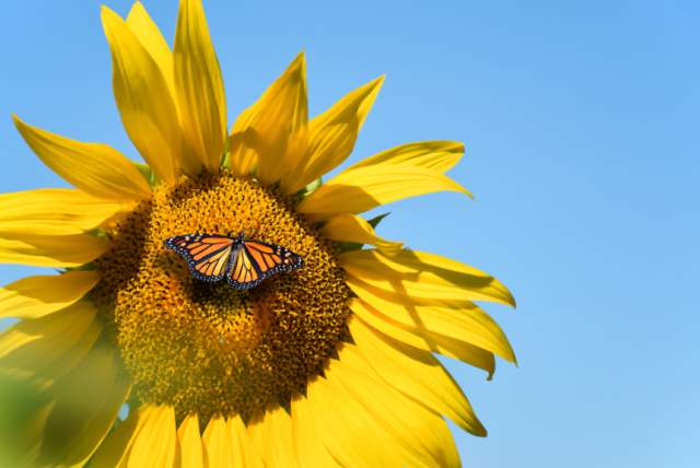 Butterfly Experience