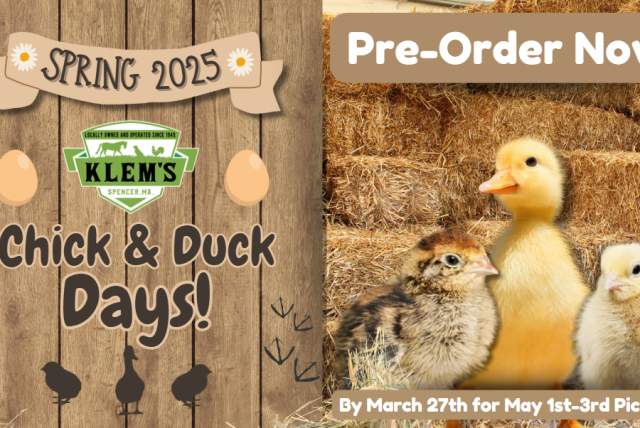 Chick & Duck Days at Klem's (Pre-Order By March 27th)