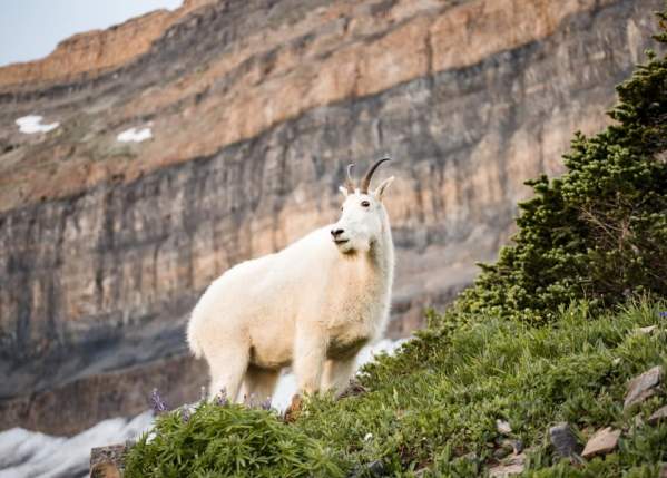 Mountain Goat Mount Timpanogos Utah Valley