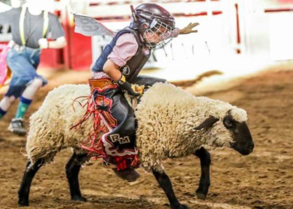 boy riding a sheep at Utah County Fair Mutton Bust
