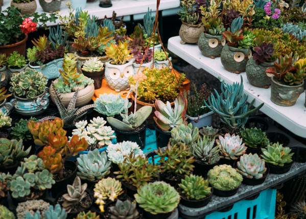 succulent plants arranged as for sale at a farmers market