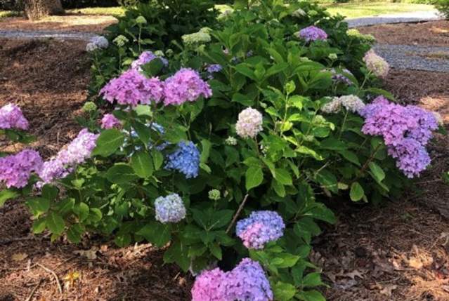 Montgomery Botanical Gardens at Oak Park