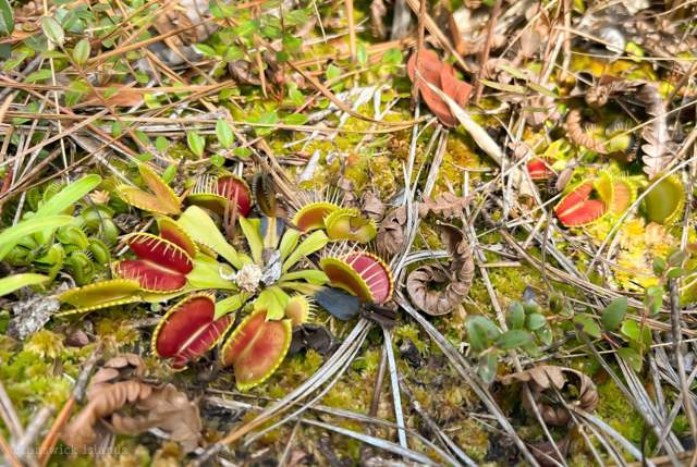 BSL Spring Fling: Venus Fly Trap Festival