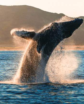 Whale in Los Cabos