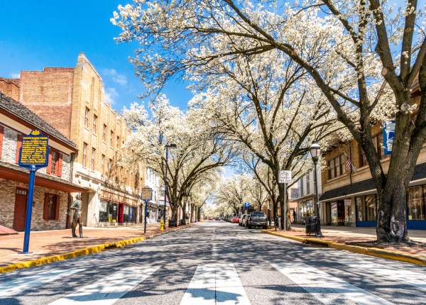 Trees in Bloom on a Downtown Street